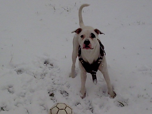 su primera visita a la nieve

