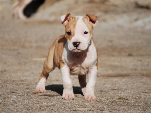 my american staffordshire es una hembra aunque aun no la tengoo porque em yegara el jueves dia 4 de marzoo de 2010 jejeje ke ilusion