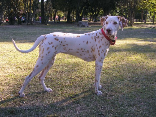 Un dia de paseo con Luna por el parque Sarmiento. como veran estaba posando como una "Lady" presumida me salio..