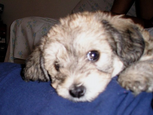 Mi perrita de cachorro