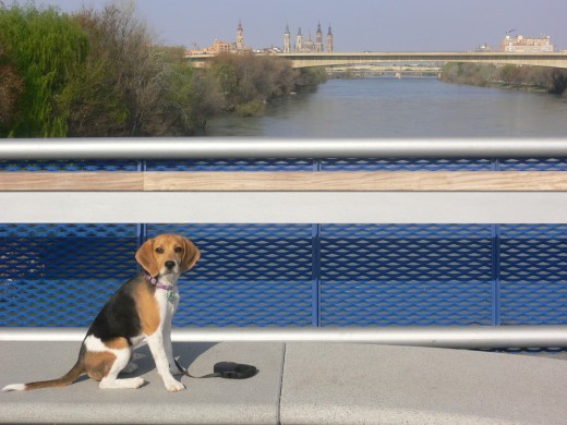 le encanta cotillear en el azud del ebro