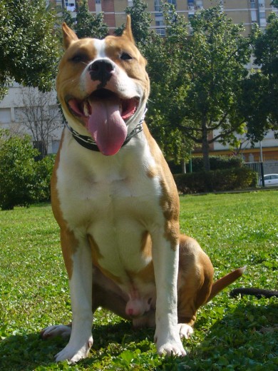 este otro es el peque tiene 7 meses largos,y se llama ougum que es un dios de los orihas y es el dios de la guerra,pero el aunque da mucha guerra es un sol este otro es el peque tiene 7 meses largos,y se llama ougum que es un dios de los orihas y es el dios de la guerra,pero el aunque da mucha guerra es un sol