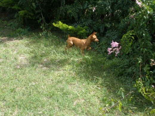 Indagando en la naturaleza.