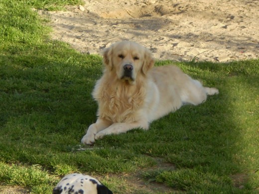 PIPO, Golden Retriever, un perro super cariñoso, le gusta muchísimo estár acompañado, caminar y nadar...