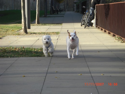 le gusta correr con los amigos