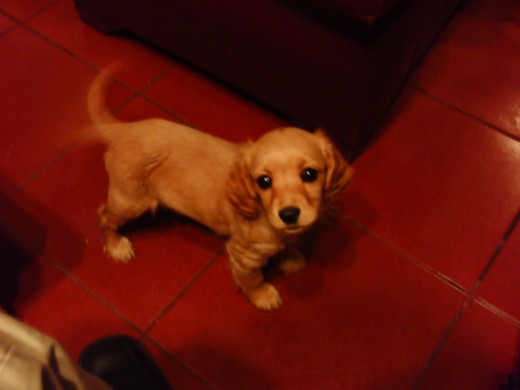 mi bebe mi bebe
