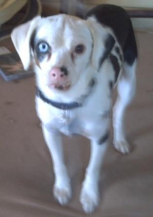 Sugar -es el mejor perro del mundo! Te quiero mucho!!!
He visto mucho veces cruzando las carreterras de mi pueblo y lo he cogido y tuve que buscar a su dueño. Como he ido cuatro veces y la dueña me ha dicho que mejor esta muerte, porque escapa siempre. Ella me ha regalado mi perro favorito!!! Sugar -es el mejor perro del mundo! Te quiero mucho!!!
He visto mucho veces cruzando las carreterras de mi pueblo y lo he cogido y tuve que buscar a su dueño. Como he ido cuatro veces y la dueña me ha dicho que mejor esta muerte, porque escapa siempre. Ella me ha regalado mi perro favorito!!!