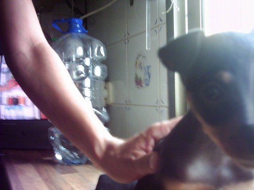 esta es mi perra de cachorra esta es mi perra de cachorra