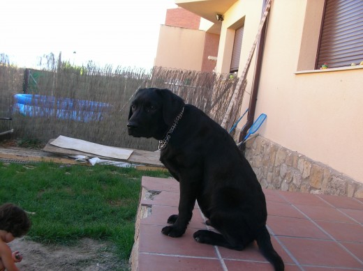 A Thor le gusta vigilar a mis chicas cuando juegan en el jardín.