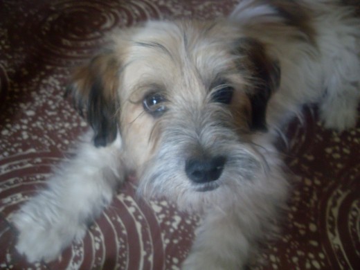 MI BEBÉ HERMOSO LO AMO CON TODO MI CORAZON, EL LLEGO PARA SALVARME Y YO PARA SALVARLO, MI HERMANO LO RESCATO DE UNA FAMILIA EN LA CUAL NO LE INTERESABA EN LO MAS MINIMO EL, LLEGO LLENO DE PARAZITOS, PERO AHORA COMO PUEDEN VERLO ESTA HERMOSO, LO QUIERO DEMASIADO , ES MI VIDA Y POR EL DOY TODO, ES COMO MI HIJO, LO LLAME MAYLO POR Q ES REALMENTE MUY PARECIDO A MI ANTERIOR PERRO Q MURIO UN MES Y MEDIO ANTES Y CREO Q EL ES MI MAYLO HERMOSO. MI BEBÉ HERMOSO LO AMO CON TODO MI CORAZON, EL LLEGO PARA SALVARME Y YO PARA SALVARLO, MI HERMANO LO RESCATO DE UNA FAMILIA EN LA CUAL NO LE INTERESABA EN LO MAS MINIMO EL, LLEGO LLENO DE PARAZITOS, PERO AHORA COMO PUEDEN VERLO ESTA HERMOSO, LO QUIERO DEMASIADO , ES MI VIDA Y POR EL DOY TODO, ES COMO MI HIJO, LO LLAME MAYLO POR Q ES REALMENTE MUY PARECIDO A MI ANTERIOR PERRO Q MURIO UN MES Y MEDIO ANTES Y CREO Q EL ES MI MAYLO HERMOSO.