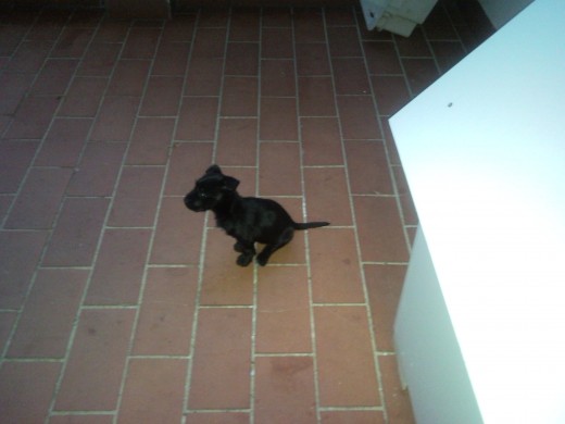 2 meses 2 meses