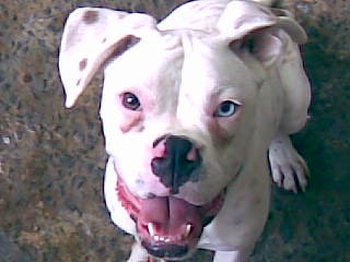 era el perros mas binito era muy noble y jugeton dormia con migo en la cama le gustaba que le diera de comer en la boca era muy chiflado y su unico defecto es que era sordo y siempre lo recordare con amor a mi bebe te quiero mi bebe aunque no estes con migo............ era el perros mas binito era muy noble y jugeton dormia con migo en la cama le gustaba que le diera de comer en la boca era muy chiflado y su unico defecto es que era sordo y siempre lo recordare con amor a mi bebe te quiero mi bebe aunque no estes con migo............