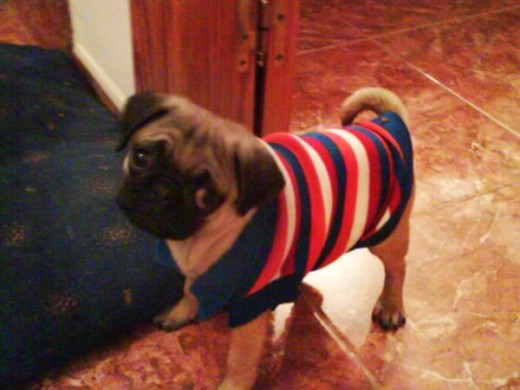 Con su jerselillo pa que no coja frio Con su jerselillo pa que no coja frio