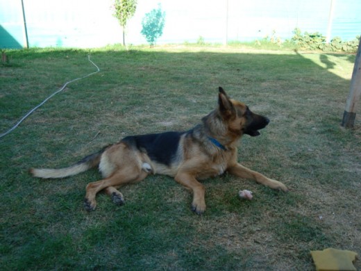 SULTAN EN UNA TARDE DE VERANO EN EL PATIO DE CASA