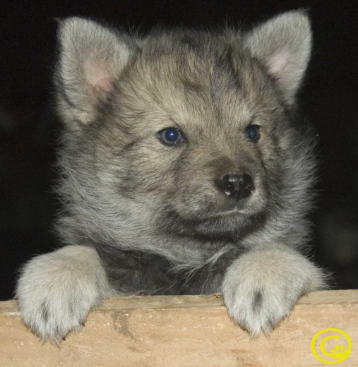 lobito es tu mejor amigo porque le encanta mirar las estrellas y la luna contigo