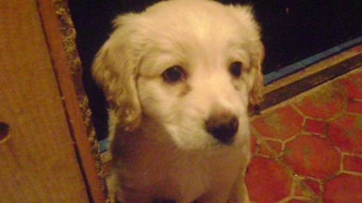 babas hijo de lilo