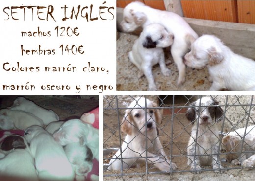 VENDO cachorros de SETTER INGLÉS puros
Camada de 7 cachorros (marrón claro, oscuro y negro)
Machos: 120€ y Hembras: 140€.
(posibilidad de rebaja, por portes)
NACIDOS EL 21 DE JULIO DE 2009
Padres excelentes cazadores en pelo y pluma.
Desparasitados, con la primera vacuna, y destetados.
Iniciados desde el mes a ejercícios con pieles de pelo y pluma.
Interesados llamar al tlf. 675.894.142
VENDO cachorros de SETTER INGLÉS puros
Camada de 7 cachorros (marrón claro, oscuro y negro)
Machos: 120€ y Hembras: 140€.
(posibilidad de rebaja, por portes)
NACIDOS EL 21 DE JULIO DE 2009
Padres excelentes cazadores en pelo y pluma.
Desparasitados, con la primera vacuna, y destetados.
Iniciados desde el mes a ejercícios con pieles de pelo y pluma.
Interesados llamar al tlf. 675.894.142