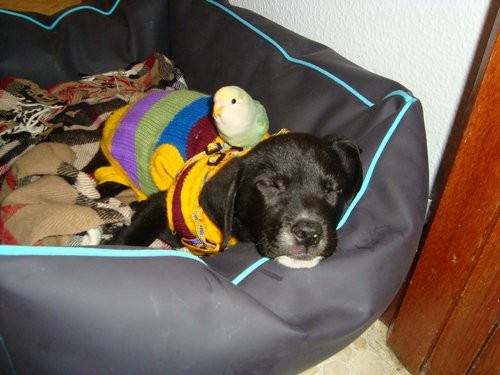 Con su mejor amigo Aquiles. Con su mejor amigo Aquiles.