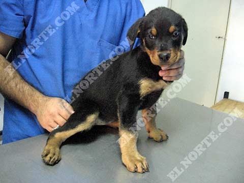 chequeo de veterinario chequeo de veterinario