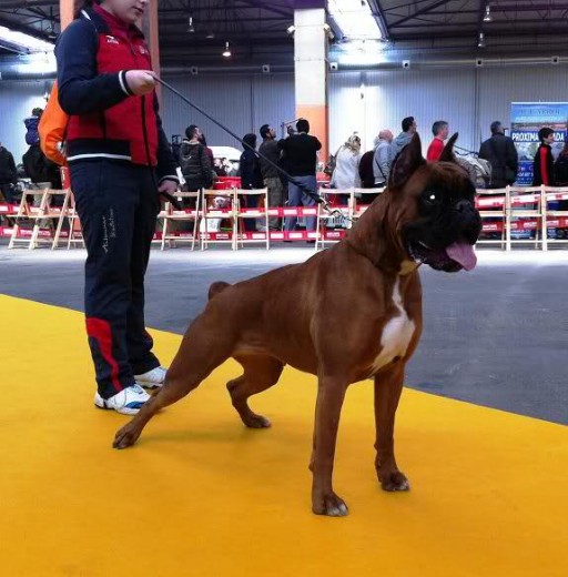 Bimba en la exposicion canina de zaragoza