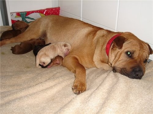 mi perrita tiene cinco añitos, es como un bebe, a pesar de ser mayor, le gusta sentirse el bebe de la casa, nunca hace sus necesidades en el hogar, siempre en la calle, y no rompe las cosas, resumiendo es un amor