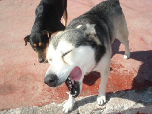 como no tengo mas fotos aki esta nuevamente esta es la perra negra que esta a un lado del siberiano eran la pareja perfecta