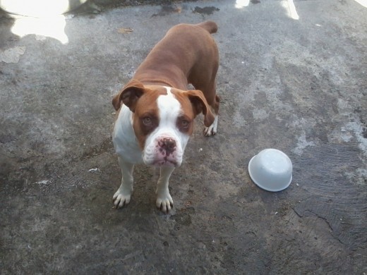 mi nala hermosa tiene dos años lista para cruza