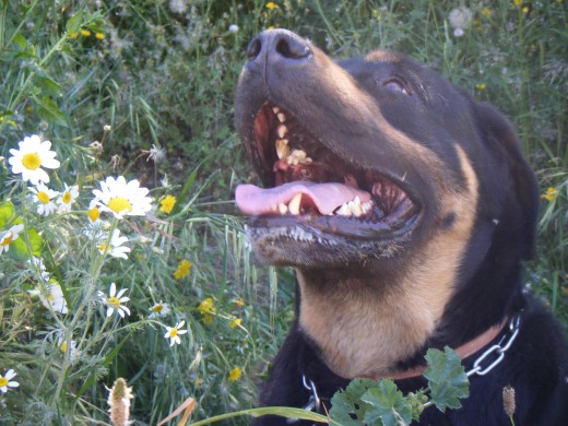 tumbado entre flores