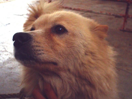 ella era mi perrita se, se llamaba princesa, quando me la regalaron me dijieron ue era chow chow pero la verdad yo creo que era cruza porque los choe chow se ven diferentes a ella, era muy buena cuidando la casa, le encantaba jugar, significo mucho para mi pero lamentablemente murio a causa de un tumor,pero nunca la voy a olvidar,siempre la voy amar como ella a ami....... ella era mi perrita se, se llamaba princesa, quando me la regalaron me dijieron ue era chow chow pero la verdad yo creo que era cruza porque los choe chow se ven diferentes a ella, era muy buena cuidando la casa, le encantaba jugar, significo mucho para mi pero lamentablemente murio a causa de un tumor,pero nunca la voy a olvidar,siempre la voy amar como ella a ami.......