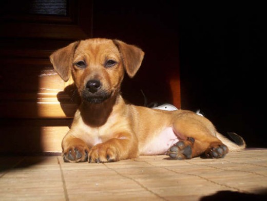 Bueno, este es Rayito, evidentemente no es un Podenco Ibicenco, jejej, pero tenía que poner una raza y como rayito es cruce de Podenco Maneto (o podenco enano) es el que más se parecía, jejej.