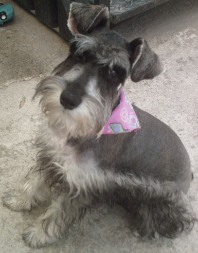 Su primer corte de pelo.