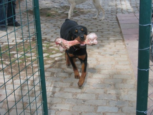 Tití con su hueso Tití con su hueso