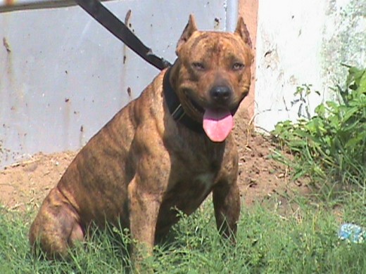 que no les engañe su apariencia, en realidad es un cachorro tierno. que no les engañe su apariencia, en realidad es un cachorro tierno.