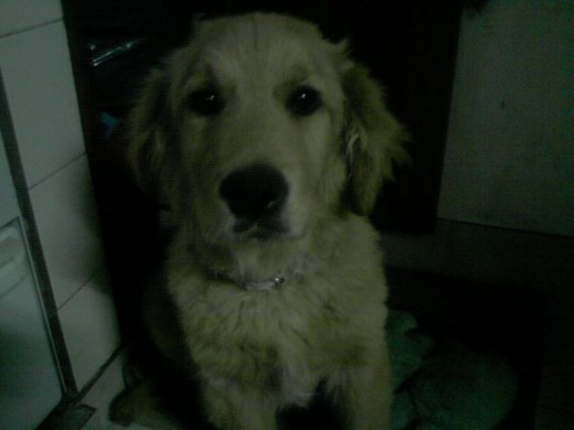 Mona a los 4 meses. Mona a los 4 meses.