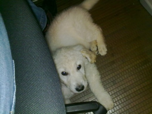 Mi perroveja a los 3 dias de llegar a casa!!No tengo foto del mismo dia que lo adopte,ya que estaba en un estado lamentable que no quiero recordar, se salvo por dos 2 dias de ser sacrificado,vivia a la intemperie en la perrera,mojado y lleno de MIERDA literalmente, y era un saco de huesos,todo peeeeeloooo....mi ovejita dolly particular!!! Mi perroveja a los 3 dias de llegar a casa!!No tengo foto del mismo dia que lo adopte,ya que estaba en un estado lamentable que no quiero recordar, se salvo por dos 2 dias de ser sacrificado,vivia a la intemperie en la perrera,mojado y lleno de MIERDA literalmente, y era un saco de huesos,todo peeeeeloooo....mi ovejita dolly particular!!!
