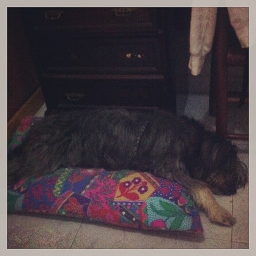 DESCANSANDO EN SU CAMA. DESCANSANDO EN SU CAMA.
