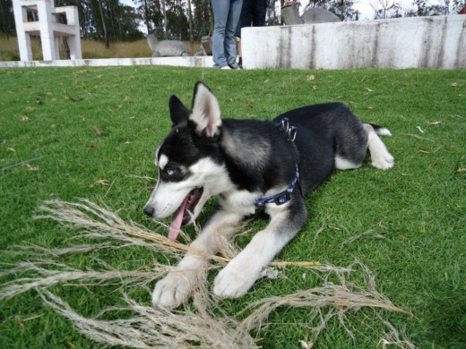 Dante con 3 meses todo un campeón..