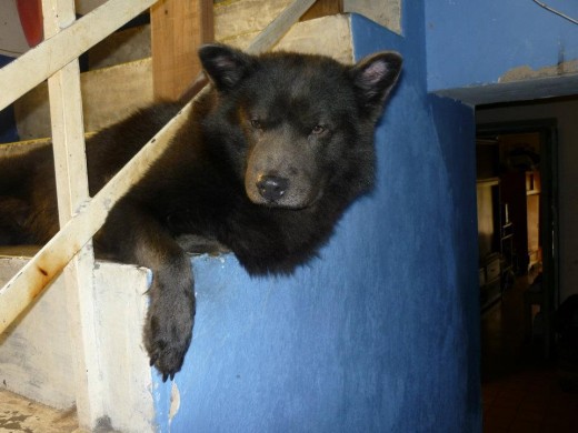 El buen Wesker reposando en la escalera.