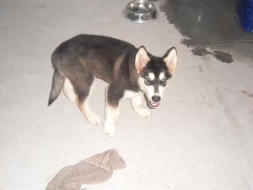 Se llama Goku, es hermoso jugueton, en esta foto apenas tiene 2 meses y medio y ya esta enorme, lo amaran si lo conocen por que ademas lo sociabilizamos mucho para que no sea un perrito timido ni agresivo.