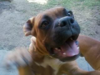 La tome apenas 1 mes, es n tierno boxer, impaciente a la hora de juegar muy noble y nunca se separa de mi, no muerde pero siempre esta alerta de los desconocidos cuando entre alguien q no conoce se descontrola pero nunca muerde solo ladra. Nunca ah mordido y sus ojos son muy brillantes La tome apenas 1 mes, es n tierno boxer, impaciente a la hora de juegar muy noble y nunca se separa de mi, no muerde pero siempre esta alerta de los desconocidos cuando entre alguien q no conoce se descontrola pero nunca muerde solo ladra. Nunca ah mordido y sus ojos son muy brillantes