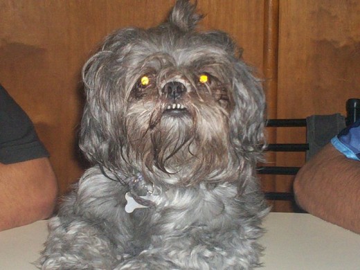NO TIENE PEDIGRI, Y NO ME ACUERDO SI LOS PADRES DEELLA LO TIENEN HAY MANERA DE SABER... POR QUE SEGUN EL ESTANDAR DEL SHIH TZU DE FCI TIENE TODAS LAS CARACTERISTICAS DE SHIH TZU NO TIENE PEDIGRI, Y NO ME ACUERDO SI LOS PADRES DEELLA LO TIENEN HAY MANERA DE SABER... POR QUE SEGUN EL ESTANDAR DEL SHIH TZU DE FCI TIENE TODAS LAS CARACTERISTICAS DE SHIH TZU