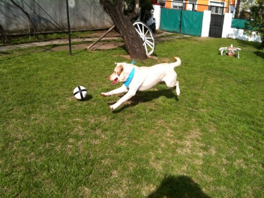 Jugando con su pelota! Jugando con su pelota!