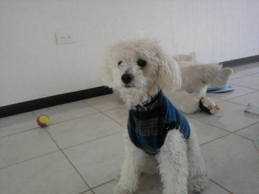 este es mi perro skipper es frnech podl este es mi perro skipper es frnech podl