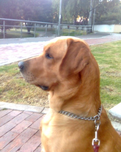 Nombre: Ruffo
Edad: 2 años
Raza: Labrador Retriver
Tamaño: Mas grande de lo normal