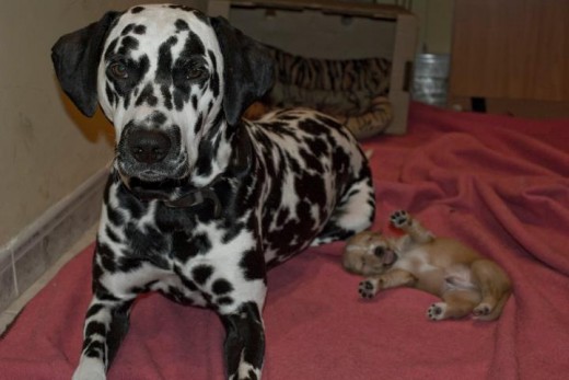 Es hijo de un dalmata y una perrita sin raza. Es hijo de un dalmata y una perrita sin raza.