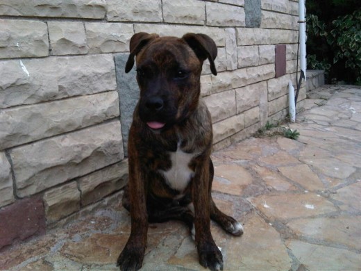 Perra robada en la perrera municipal de Begues