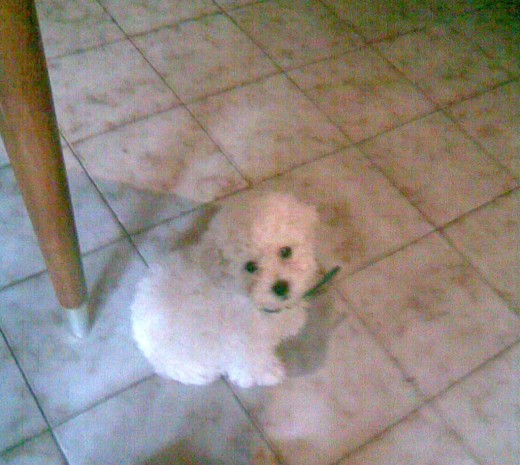 El ponpon mas lindo del mundo El ponpon mas lindo del mundo