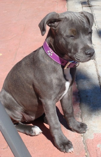 ISIS - BLUE STAFFY 11