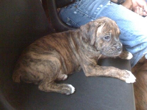 MI PERRO TYSON DE MES Y MEDIO.. MI PERRO TYSON DE MES Y MEDIO..