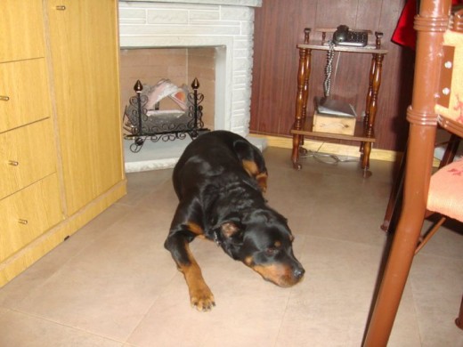 Liona durmiendo